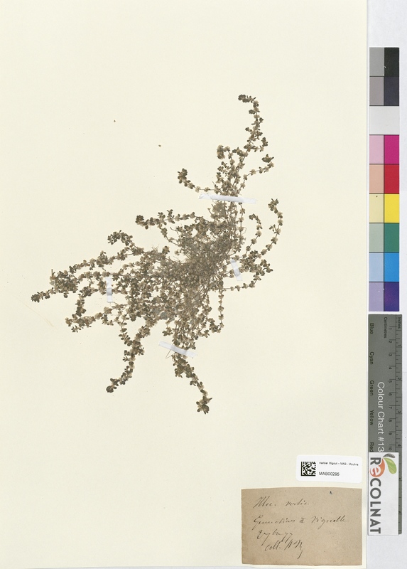 Illecebrum verticillatum (Caryophyllaceae)