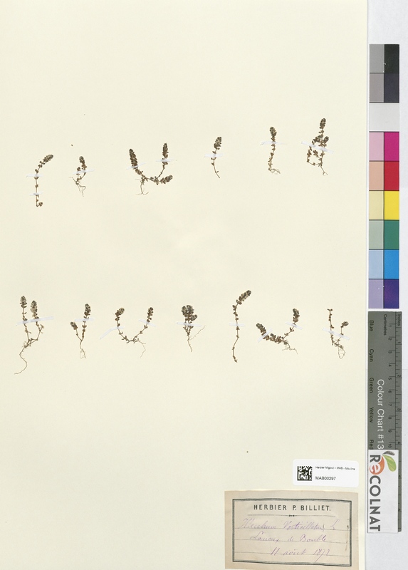 Illecebrum verticillatum (Caryophyllaceae)