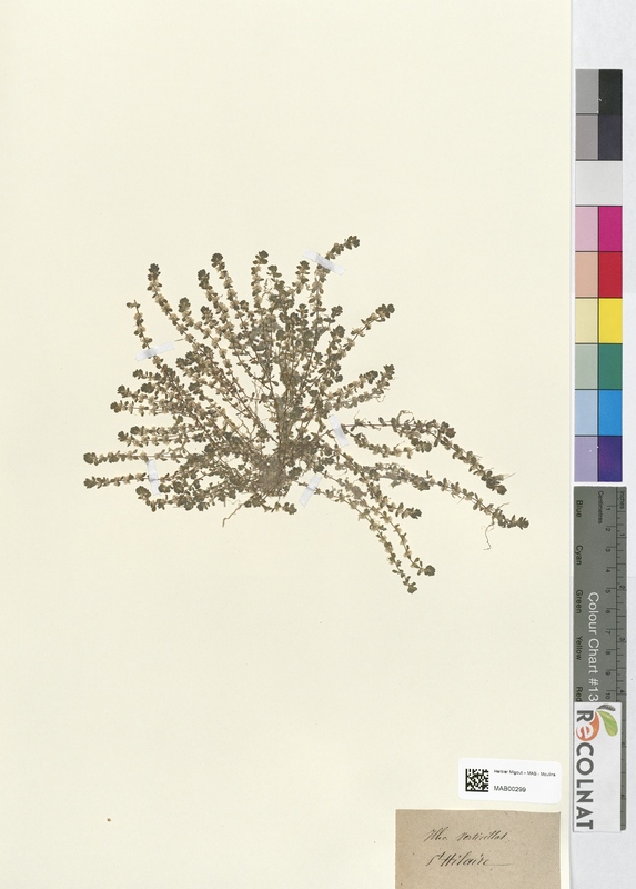 Illecebrum verticillatum (Caryophyllaceae)