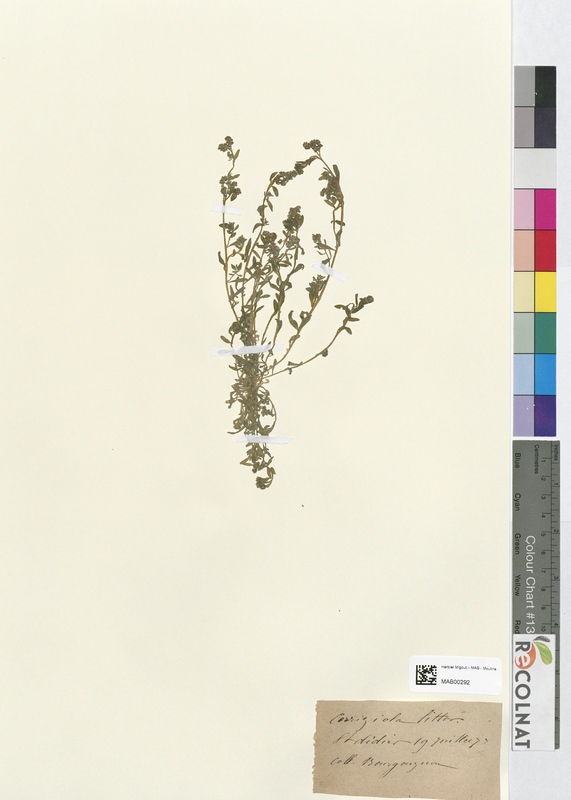 Corrigiola littoralis (Caryophyllaceae)