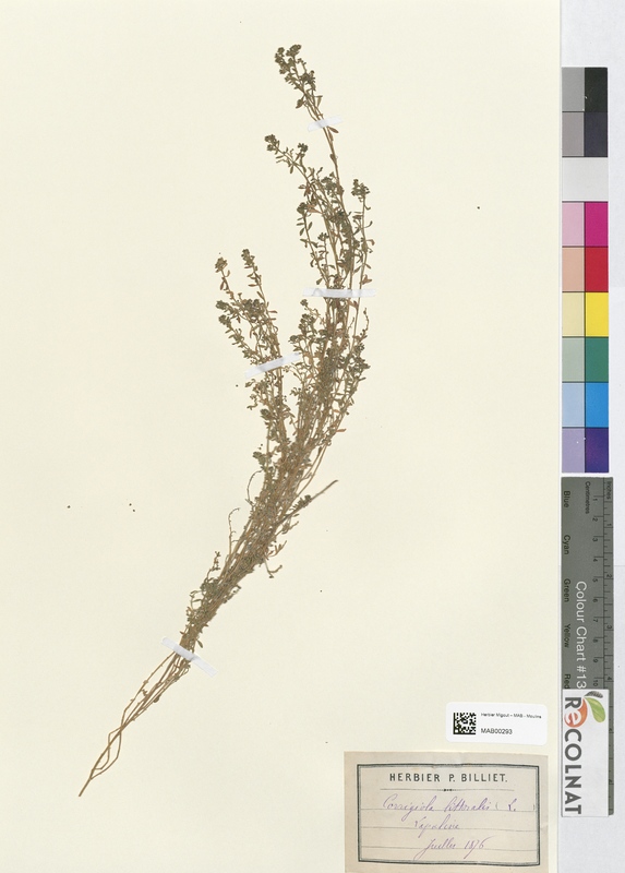 Corrigiola littoralis (Caryophyllaceae)