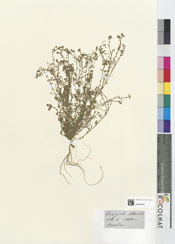 Corrigiola littoralis (Caryophyllaceae)