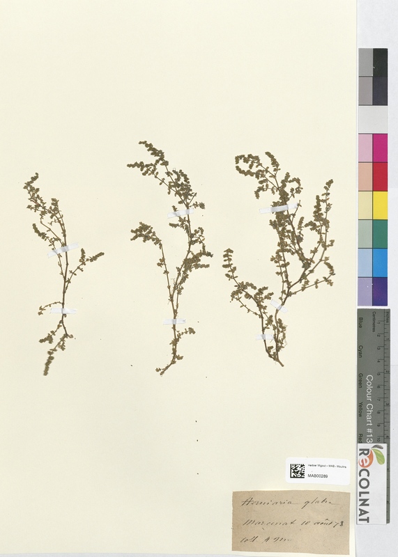 Herniaria glabra (Caryophyllaceae)