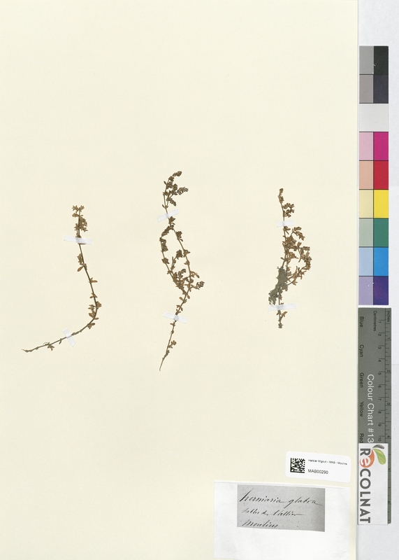 Herniaria glabra (Caryophyllaceae)