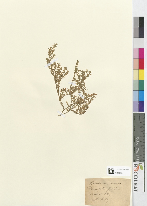 Herniaria hirsuta (Caryophyllaceae)