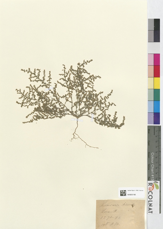 Herniaria hirsuta (Caryophyllaceae)