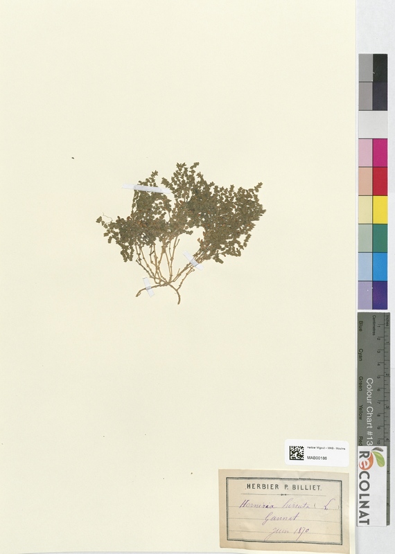 Herniaria hirsuta (Caryophyllaceae)