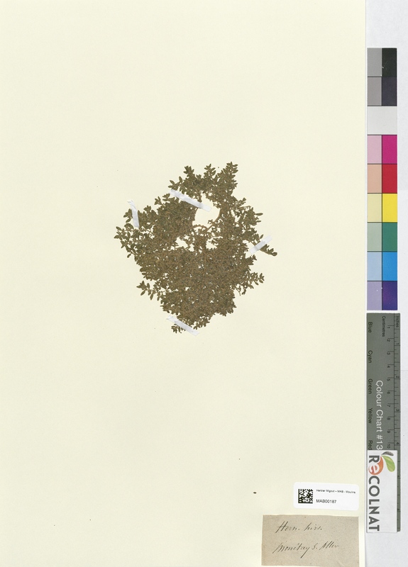 Herniaria hirsuta (Caryophyllaceae)