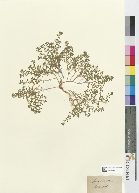 Herniaria hirsuta (Caryophyllaceae)