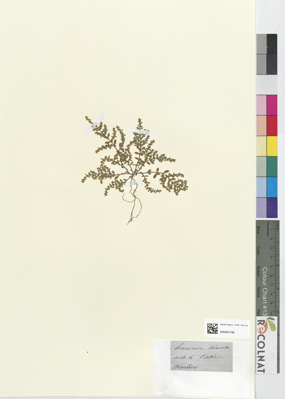 Herniaria hirsuta (Caryophyllaceae)