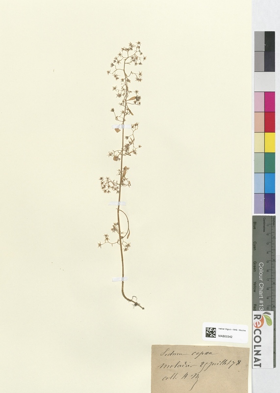 Sedum cepoea (Crassulaceae)