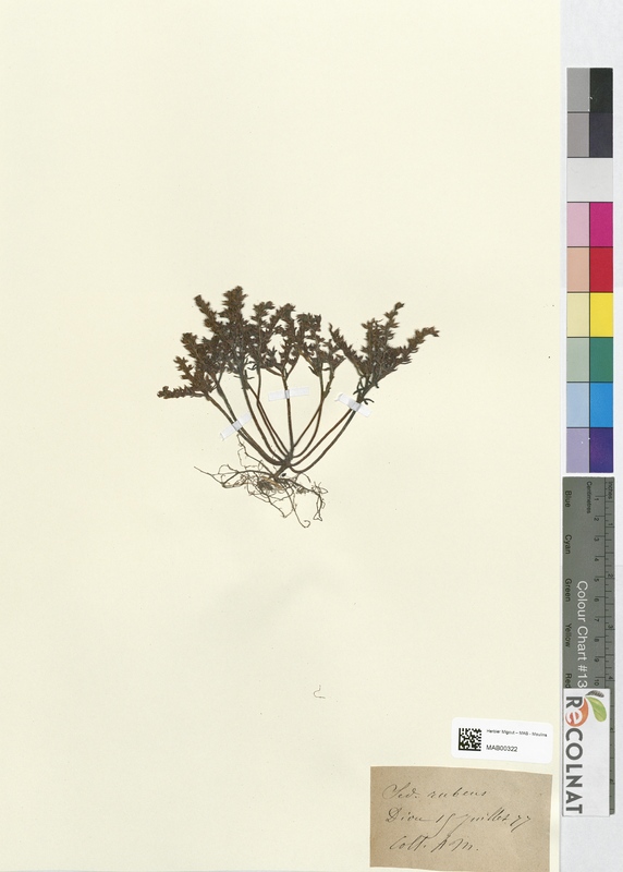 Sedum rubeus (Crassulaceae)