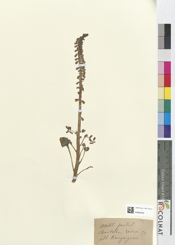 Umbilicus pendulinus (Crassulaceae)