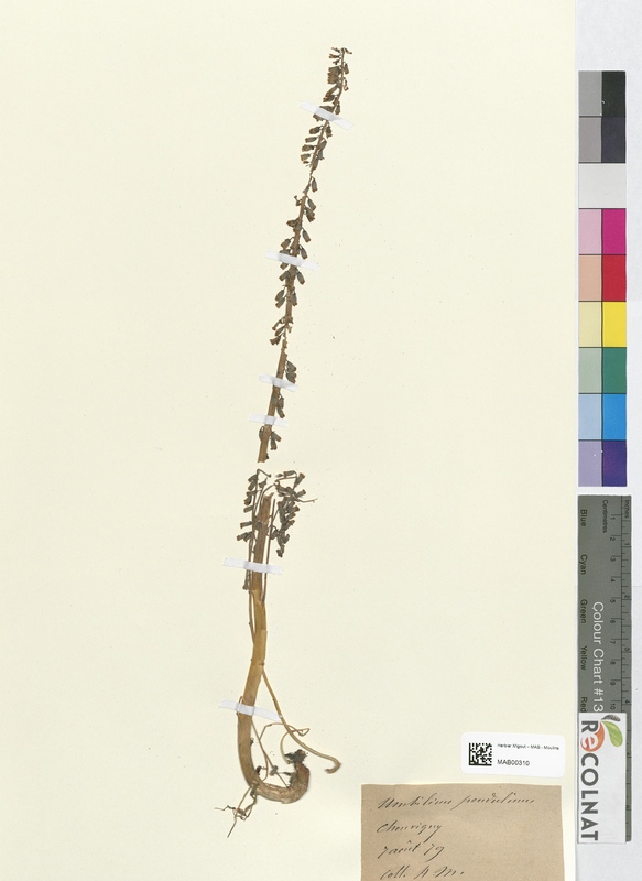 Umbilicus pendulinus (Crassulaceae)