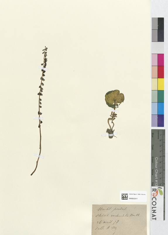 Umbilicus pendulinus (Crassulaceae)