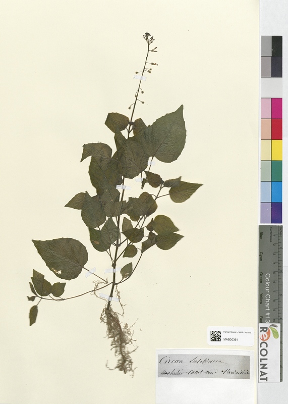 Circaea lutetiana (Onagraceae)