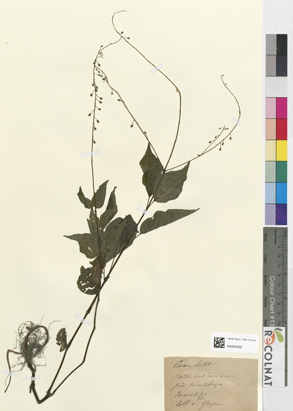 Circaea lutetiana (Onagraceae)