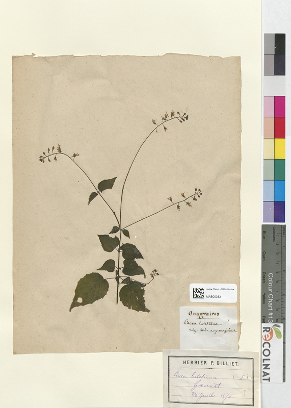 Circaea lutetiana (Onagraceae)