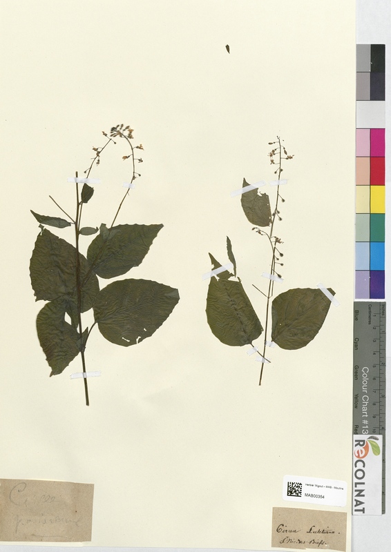 Circaea lutetiana (Onagraceae)