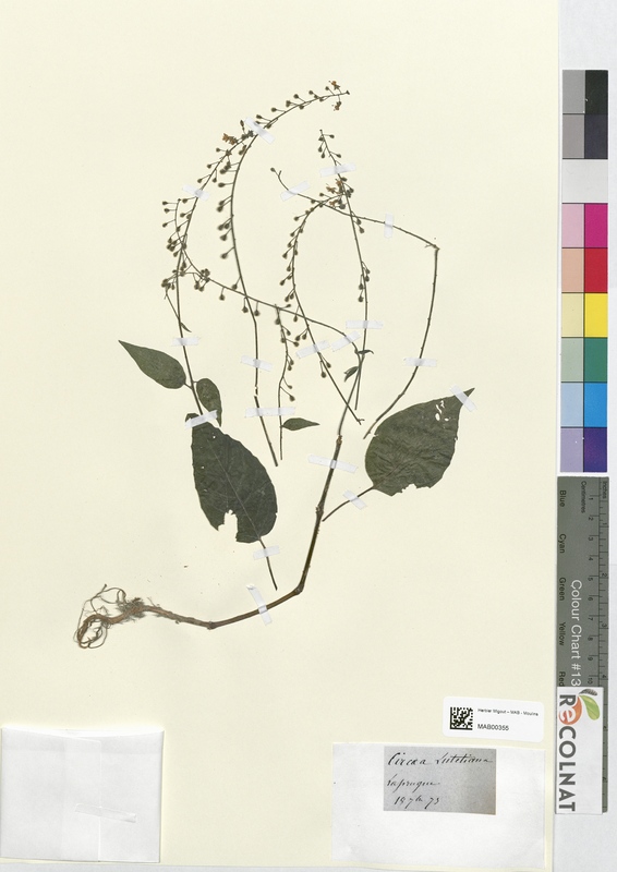 Circaea lutetiana (Onagraceae)