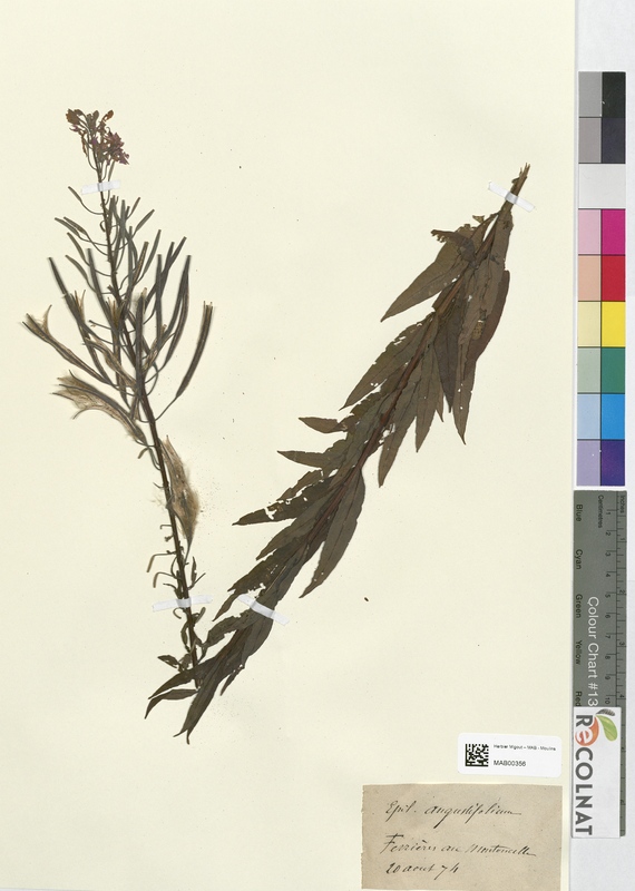 Epilobium angustifolium (Onagraceae)