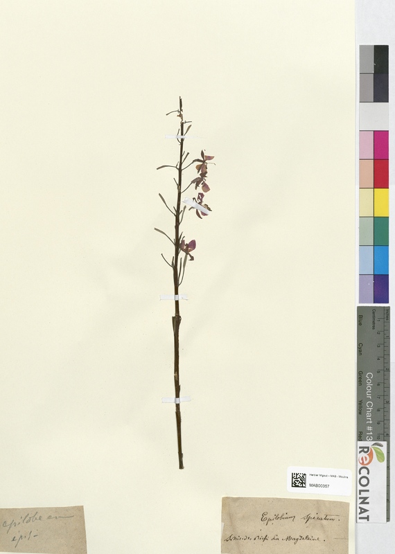 Epilobium spicatum (Onagraceae)