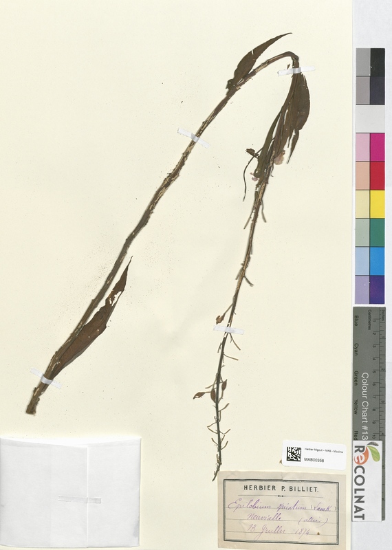 Epilobium spicatum (Onagraceae)