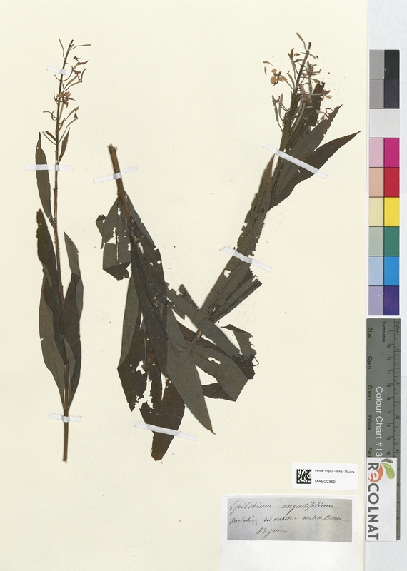 Epilobium angustifolium (Onagraceae)