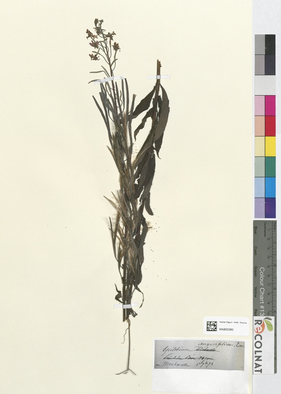 Epilobium angustifolium (Onagraceae)