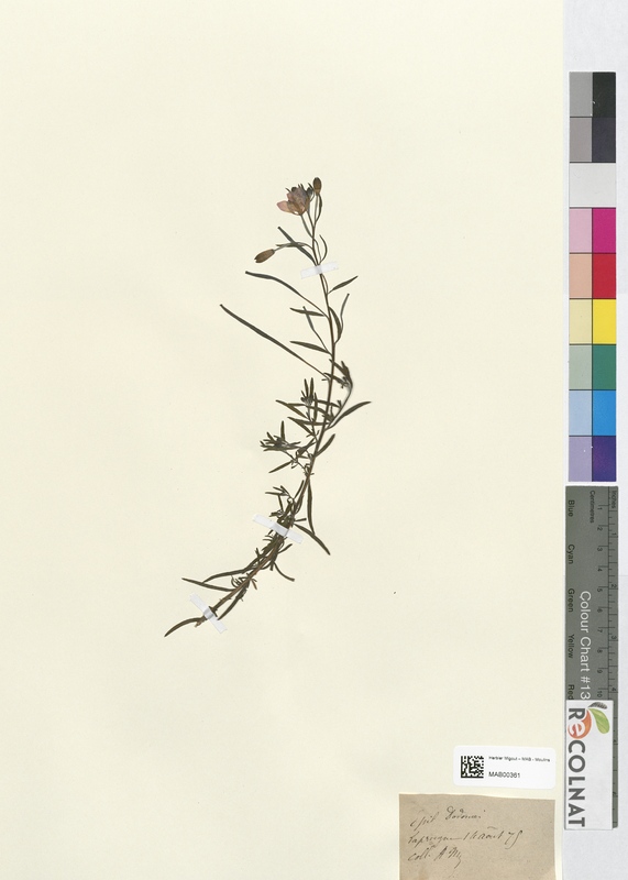 Epilobium dodonei (Onagraceae)