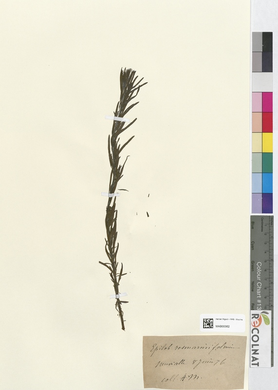 Epilobium rosmarinifolium (Onagraceae)