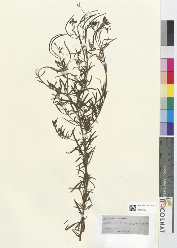 Epilobium dodonei (Onagraceae)