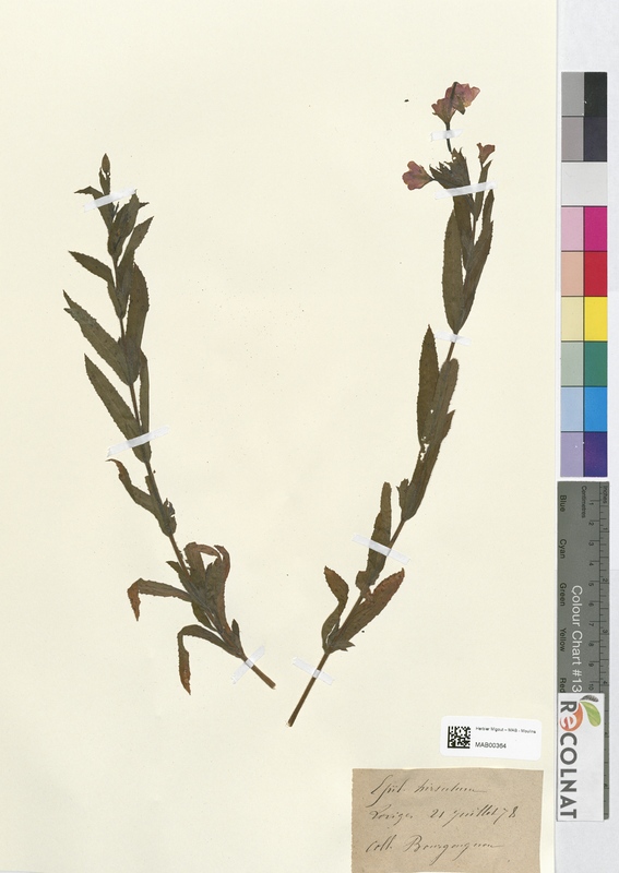 Epilobium hirsutum (Onagraceae)
