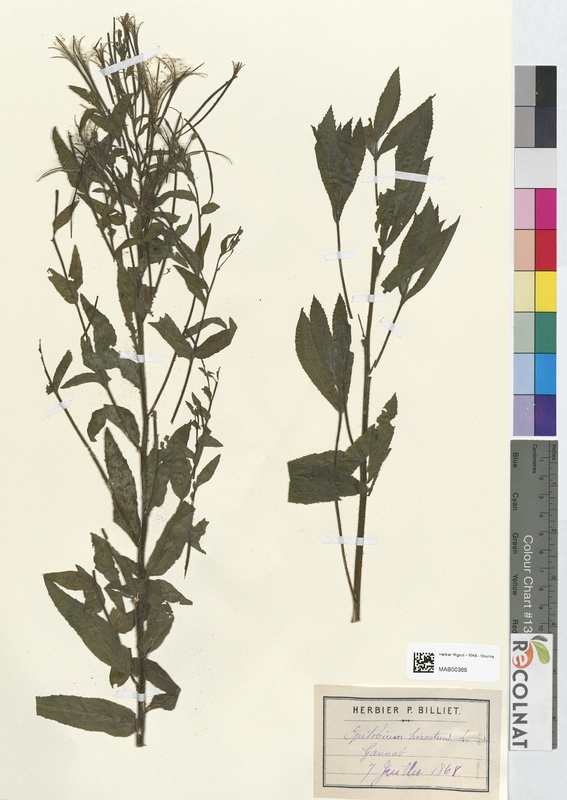 Epilobium hirsutum (Onagraceae)