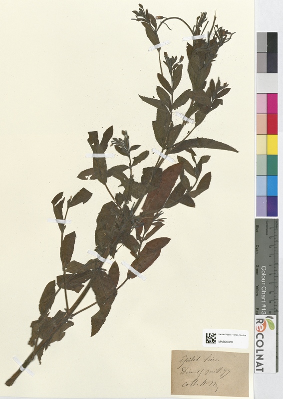 Epilobium hirsutum (Onagraceae)