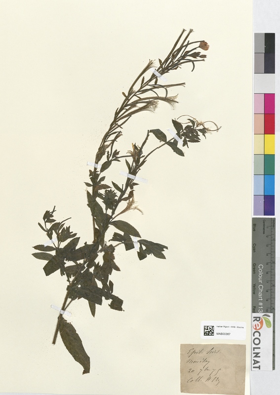 Epilobium hirsutum (Onagraceae)