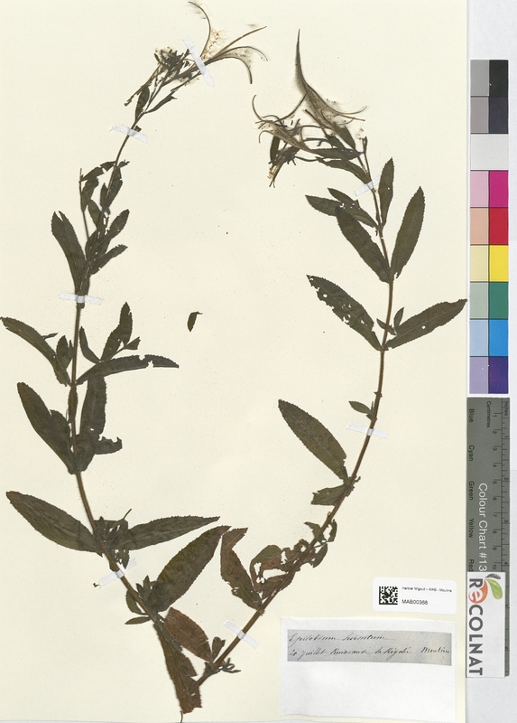 Epilobium hirsutum (Onagraceae)