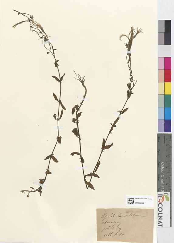 Epilobium lanceolatum (Onagraceae)