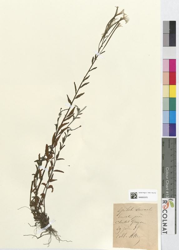 Epilobium lanceolatum (Onagraceae)