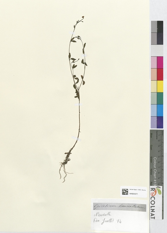 Epilobium lanceolatum (Onagraceae)