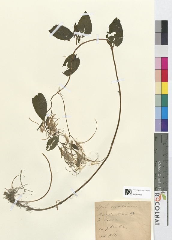 Epilobium montanum (Onagraceae)