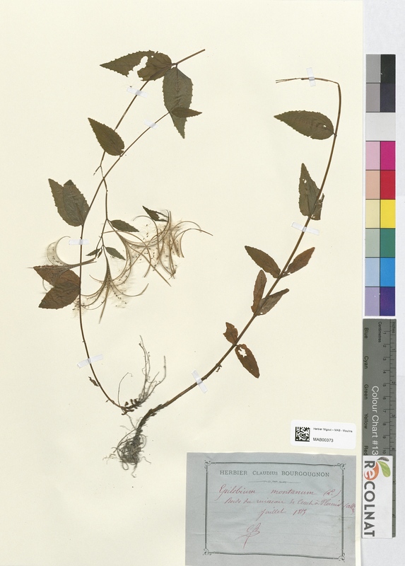 Epilobium montanum (Onagraceae)