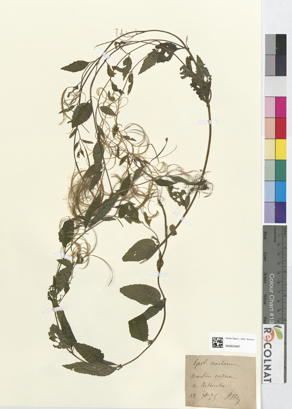 Epilobium montanum (Onagraceae)