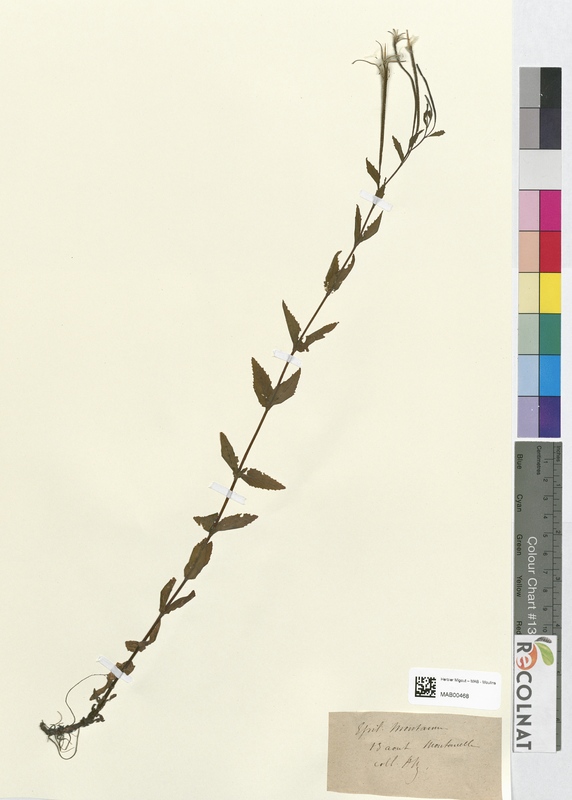 Epilobium montanum (Onagraceae)