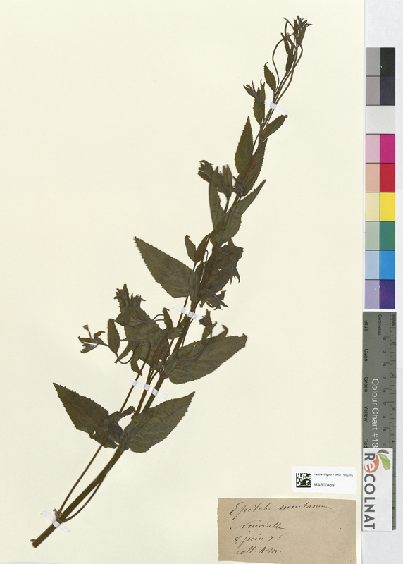 Epilobium montanum (Onagraceae)