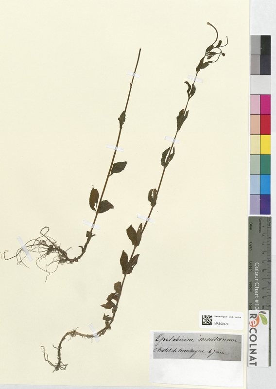 Epilobium montanum (Onagraceae)