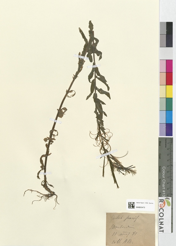 Epilobium parriflorum (Onagraceae)