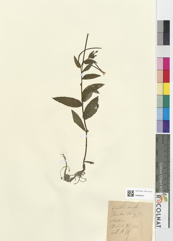 Epilobium molle (Onagraceae)