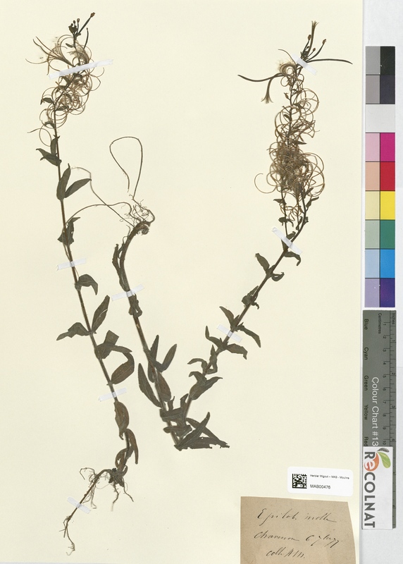 Epilobium molle (Onagraceae)