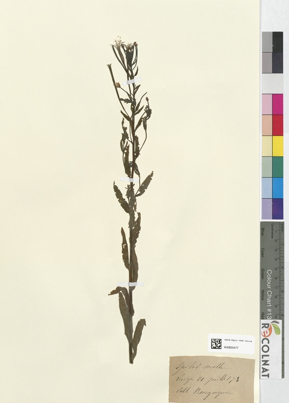 Epilobium molle (Onagraceae)